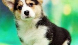 柯基最新爆料图片大全,最新爆料图片大全集锦